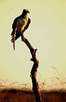 Red Kite