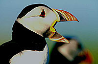 Puffin